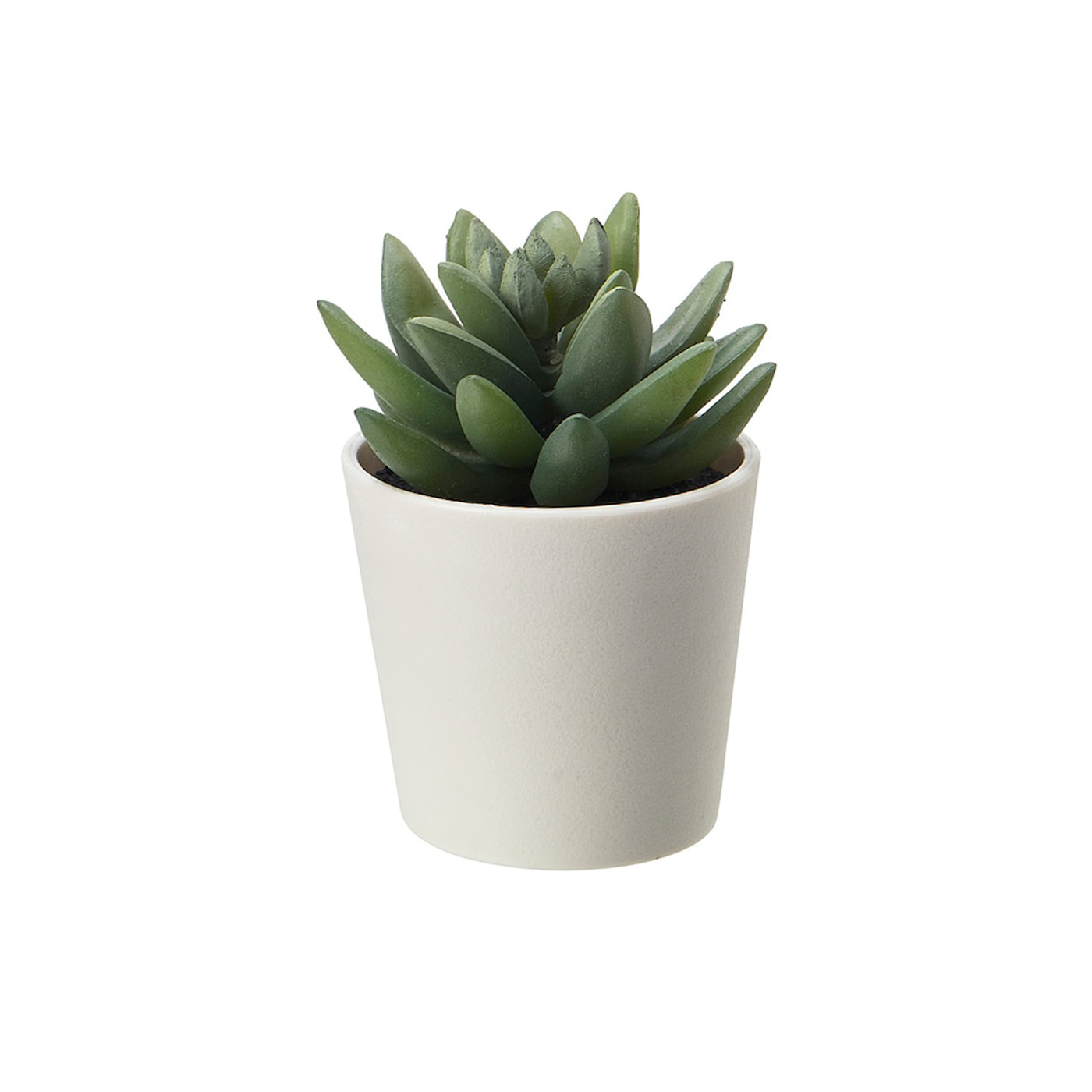 Small Plant with a Cute Pot