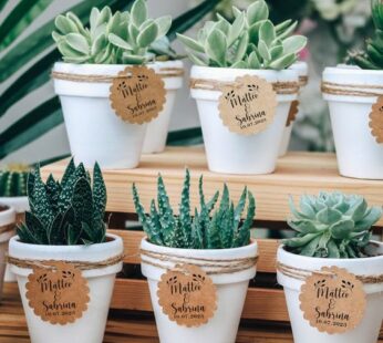 Personalized wedding return gifts with a name-tagged succulent plant x (30 pcs)