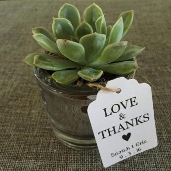 complimentary return gift ideas for weddings with an indoor plant and thanks card x (30 pcs)