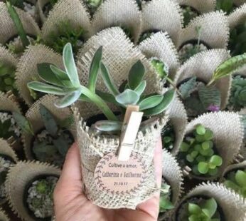 Best return gifts embellished with succulent plants and personal messages ( 30 Pcs )