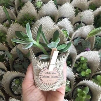 Best return gifts embellished with succulent plants and personal messages ( 30 Pcs )
