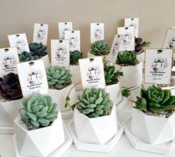 Mesmerizing succulent plant return gift for wedding guests (H 15 cm x W 8 cm) x 30 Pcs