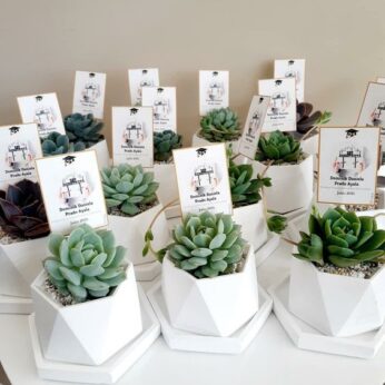 Mesmerizing succulent plant return gift for wedding guests (H 15 cm x W 8 cm) x 30 Pcs