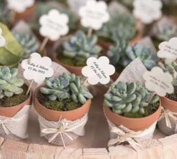 Wedding return gift Plants with jute-wrapped pot (H 8 cm x W 5 cm) x 30 Pcs