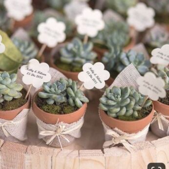 Wedding return gift Plants with jute-wrapped pot (H 8 cm x W 5 cm) x 30 Pcs