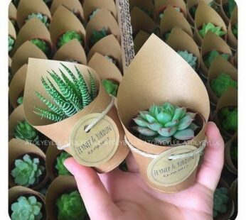 Small green beauty plants with kraft paper for return gifts (30 Pcs)