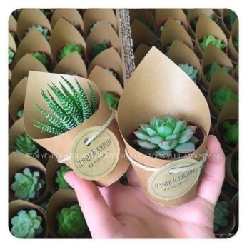 Small green beauty plants with kraft paper for return gifts (30 Pcs)