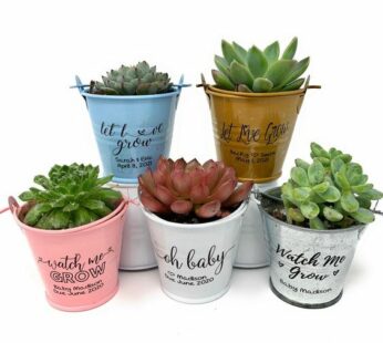 eco-friendly plants with a metal basket for return gifts (H 8cm x W 5 cm) x 30 pcs