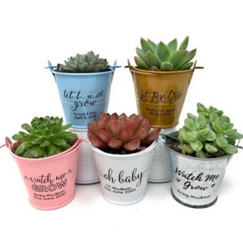 eco-friendly plants with a metal basket for return gifts (H 8cm x W 5 cm) x 30 pcs
