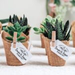 Indoor plant ideas for return gifts