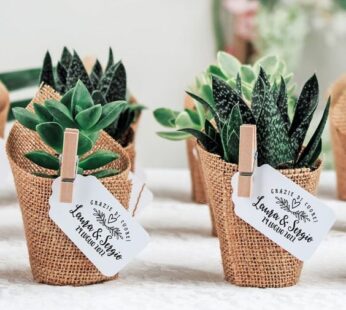 Aesthetic Indoor plant ideas for return gifts (H 7 cm x W 6 cm) x 30 Pcs