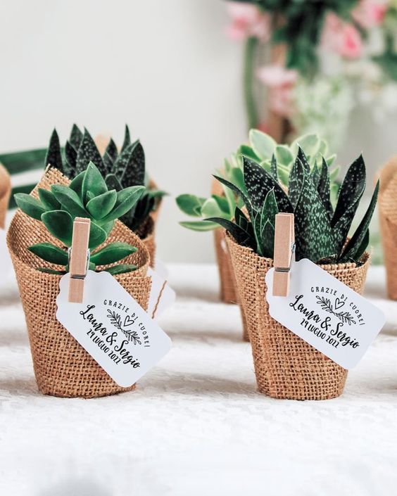 Indoor plant ideas for return gifts