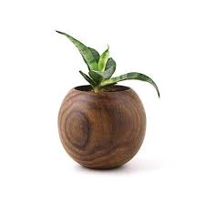 Wooden pot with plant 
